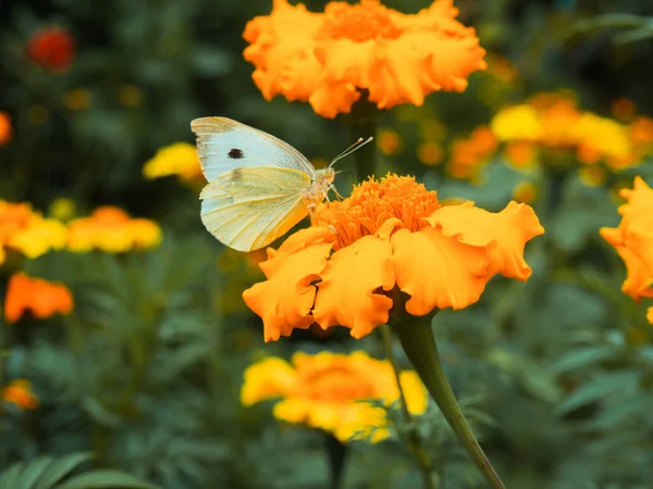 Papillon Blanc Sur Les Soucis Jaunes Gros Plan — Photo