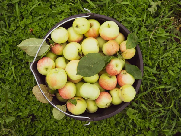 Récolte Pommes Fraîchement Récoltées Dans Seau — Photo