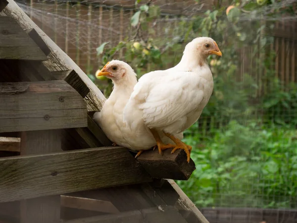 Dwa Małe Kurczaki Siedzieć Kurniku Zbliżenie — Zdjęcie stockowe