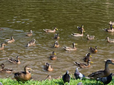 Yaban ördeği kıyıya yakın yüzer