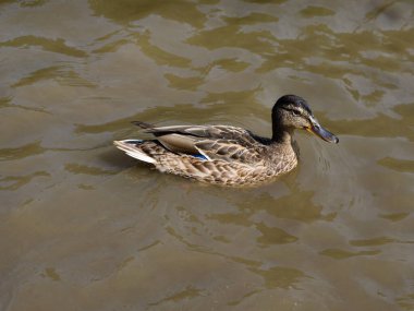 Yaban ördeği kıyıya yakın yüzer