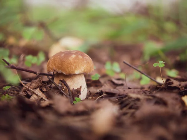 Mushroom White Mushroom Popular White Boletus Mushrooms Forest — Stock Photo, Image