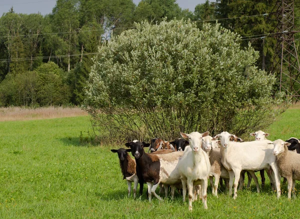Çayırda Koyun Keçi Sürüsü — Stok fotoğraf