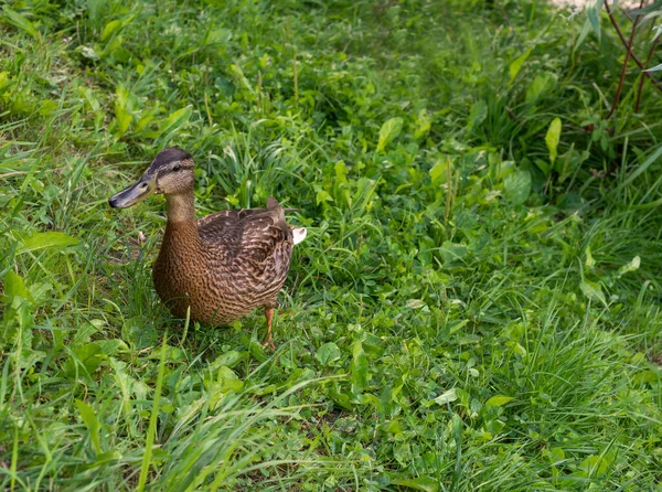 Wild Duck Walks Embankment Close — Stock Photo, Image