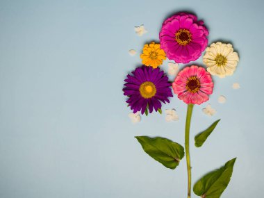 Mavi arka planda güzel çiçekler. Tatil kartpostalı