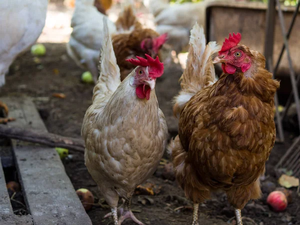 Dwa Kurczaki Chodzić Wokół Kurnika Komunikować — Zdjęcie stockowe