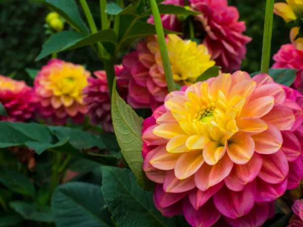 Beaux Dahlias Roses Jaunes Fleurs Soleil Beau Fond Floral — Photo