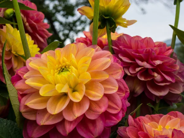 Schöne Rosa Und Gelbe Dahlien Blühen Sonnenlicht Schöner Blumiger Hintergrund — Stockfoto