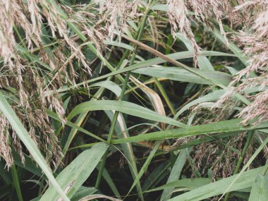 Kasvetli bataklık çimen çalılarının arka planı