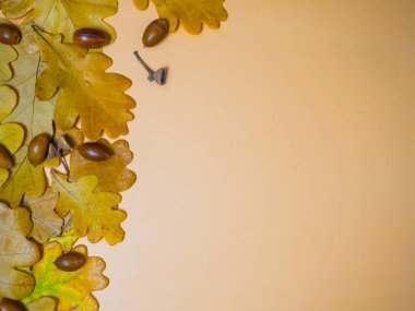 Meşe yaprakları ve meşe palamutlarıyla güzel bir sonbahar arkaplanı, kopyalama alanı