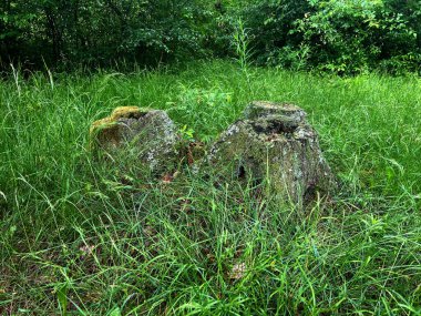 Ukrayna 'nın Yosun, yaz bahçesiyle kaplanmış Orman Damlaları