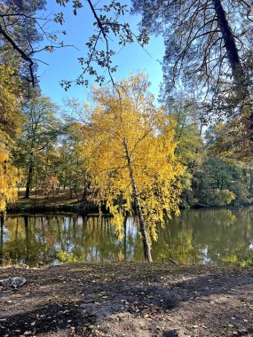 Altın Sonbahar Ağacı Sakin Orman Havuzu, Kiev, Ukrayna 'da Yansıtılıyor
