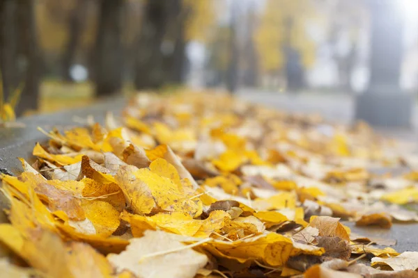 Parkta sonbahar yaprakları