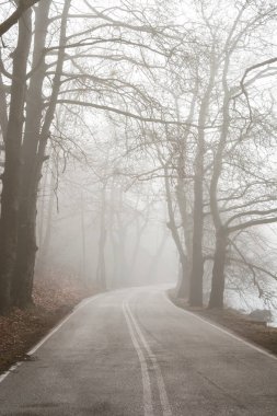 Boş kırsal yol sisli