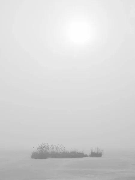 Lit Roseaux Dans Lac Gelé Dans Une Matinée Brumeuse — Photo