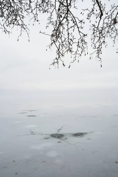 Paysage Hivernal Brunchs Vides Platane Dessus Lac Gelé Une Journée — Photo