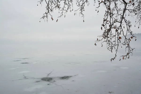 Paysage Hivernal Brunchs Vides Platane Dessus Lac Gelé Une Journée — Photo