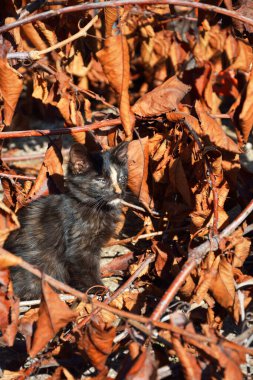 Sonbahar yaprakları arasında küçük bir kedi yavrusu
