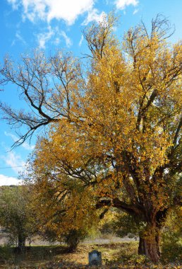 Kırsal kesimde sonbahar yaprakları olan bir ağacın altında taştan bir çeşme.