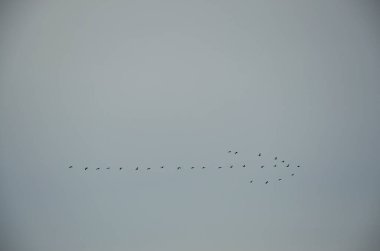Gri gökyüzüne karşı ok şeklinde uçan kuş sürüsü