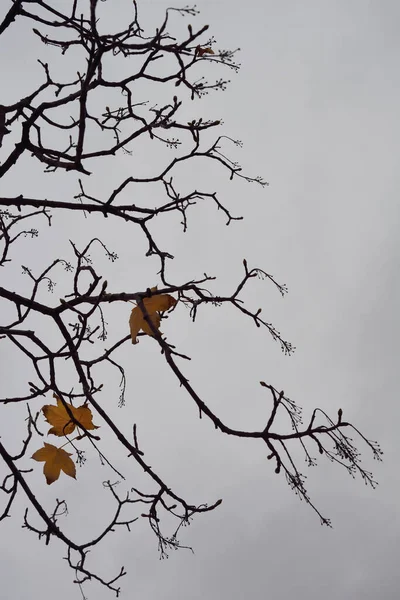 Одинокие Листья Голой Плоской Ветке Дерева Против Белого Неба — стоковое фото
