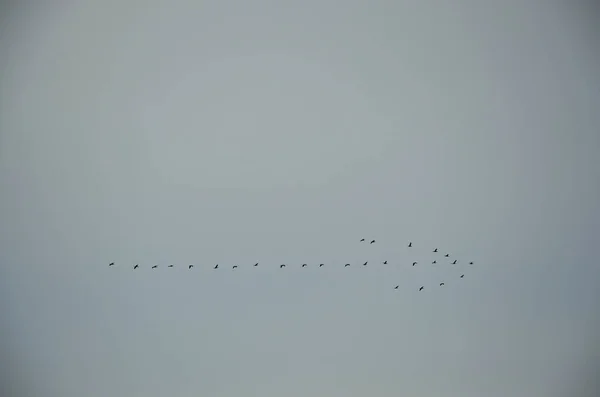Σμήνος Πουλιών Που Πετούν Σχήμα Βέλους Ενάντια Στον Γκρίζο Ουρανό — Φωτογραφία Αρχείου