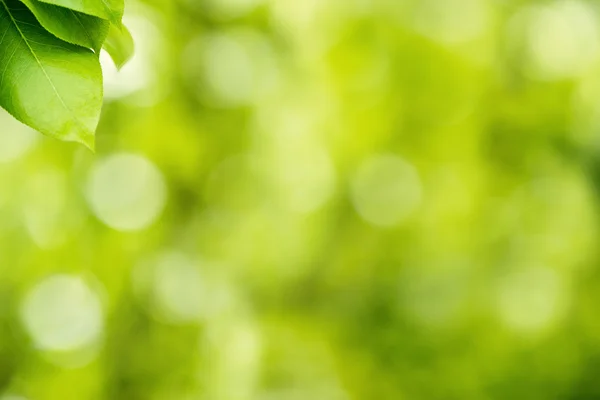 Grön natur bakgrund — Stockfoto