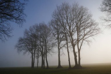 Sisli bir arazide duran bir grup çıplak kış ağacı.