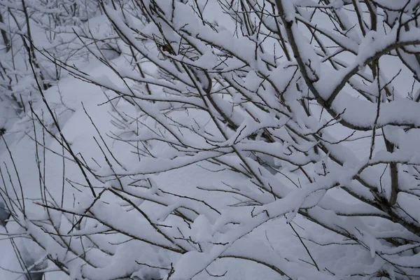 Primer Plano Patrón Ramas Cubiertas Nieve — Foto de Stock