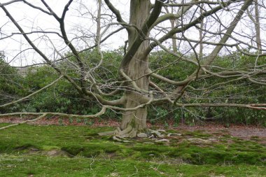 Amerikan kayın ağacının güzel dalları