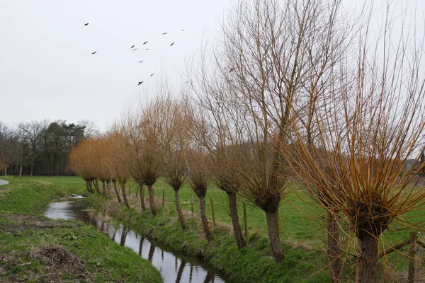 Typisch Holländische Landschaft Mit Einer Reihe Von Weiden Entlang Eines — Stockfoto