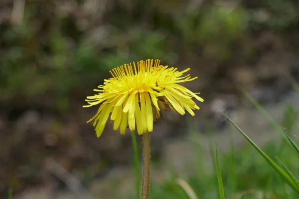 Blommande Maskros Vägen — Stockfoto