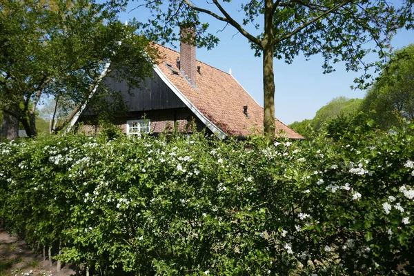 Casa Antiga Fazenda Parcialmente Escondida Atrás Floração Hawthornhedge Nas Proximidades — Fotografia de Stock