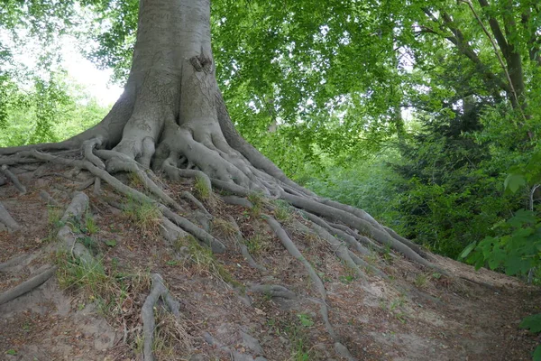 Primer Plano Las Raíces Parcialmente Expuestas Del Árbol — Foto de Stock