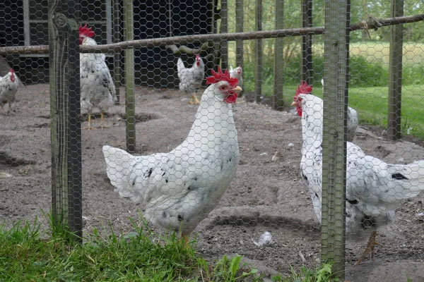 Drei Hühner Kratzen Geflügelstall Herum — Stockfoto