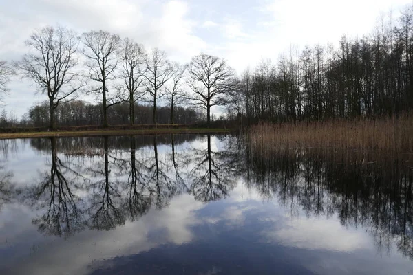 Naturschutzgebiet Mit Teich Dem Sich Bäume Spiegeln — Stockfoto