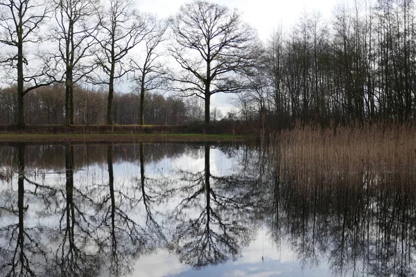 Torfgebiet Mit Kleinem See Dem Sich Bäume Spiegeln Holländische Landschaft — Stockfoto