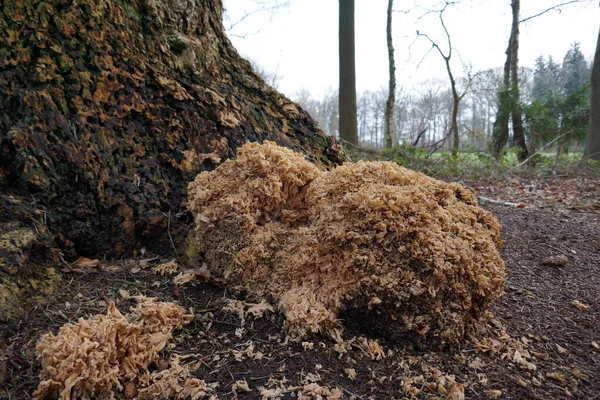 Hongo Esponja Grande Junto Tronco Del Árbol Con Perspectiva Del — Foto de Stock