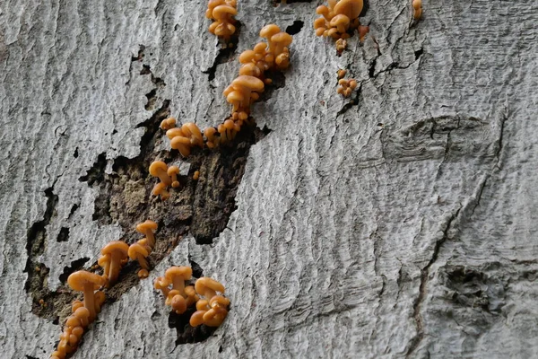 Orange Colored Mushrooms Robust Bark Thick Tree — Stock Photo, Image