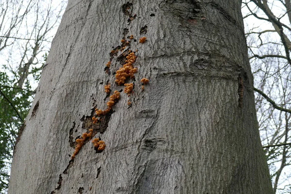 Setas Color Naranja Corteza Robusta Árbol Grueso — Foto de Stock