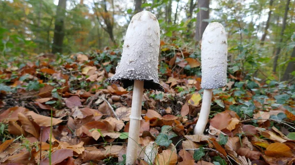 Dos Hongos Blancos Pie Bosque Los Llamados Hongos Tinta Escamosa — Foto de Stock