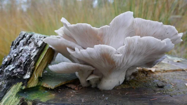 Setas Hongos Bellamente Formados Que Crecen Tronco Árbol — Foto de Stock