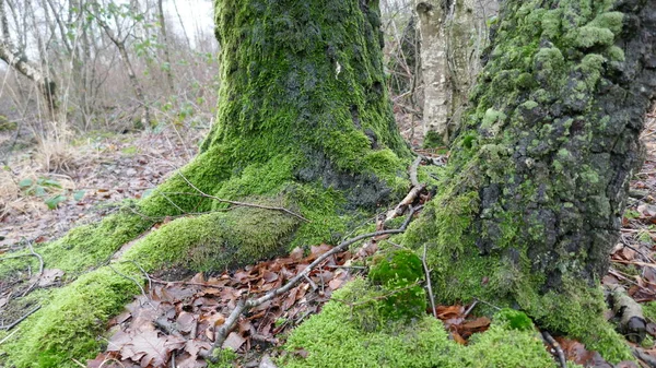 Two Mossy Tree Trunks Zwilbrocker Venn Nature Reserve Germany — Stock Photo, Image