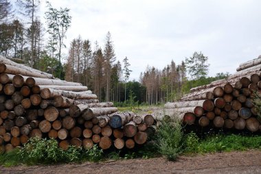 Almanya, Harz manzaralı ağaç gövdeleri yığıldı.