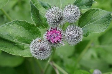 Arctium tomentosum adı verilen mor devedikeni yakın çekim.