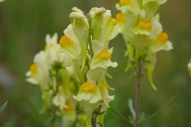 Linaria supia adı verilen sarı renkli çiçeğin yakın plan çekimi.