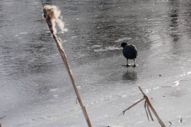 Hollanda, Groenlo 'daki donmuş Slinge nehrinde yürüyorum.