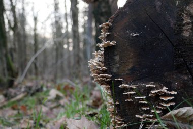 Ağaçların gövdesindeki eğilmiş ve yıpranmış periler ormanda yatıyor.