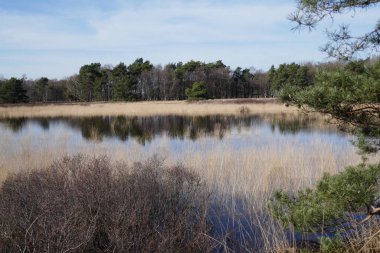 Hollanda manzarası, ön planda bitki örtüsü ve uzak orman kenarları ile fens üzerinde