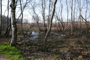 Almanya 'nın Zwillbrocker Venn turba bölgesinde ilkbaharın başlarında çıplak ağaçlar